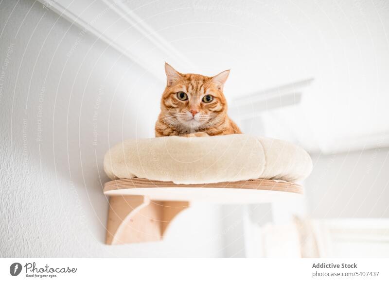 Ginger cat lying on bed in wooden frame on wall stretch home ginger pet cute rest relax feline cozy animal apartment domestic attentive room adorable bedroom