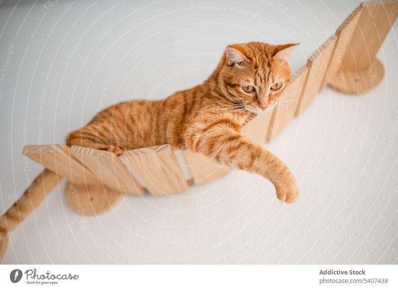 Cute cat sitting on wooden wall furniture tabby ginger pet lying rest home domestic adorable attentive relax cozy kitty feline white cute animal comfort