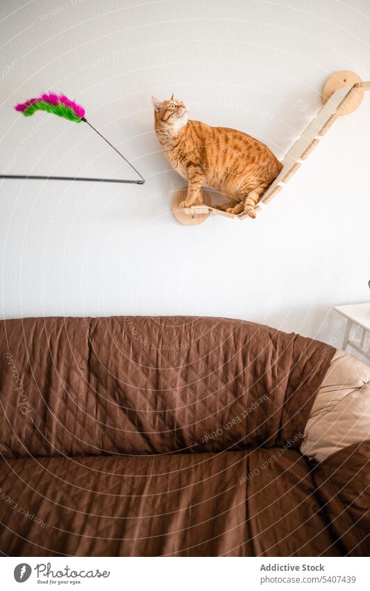 Cute cat standing on wooden wall furniture tabby ginger pet lying rest home domestic adorable attentive relax cozy kitty feline white cute animal comfort