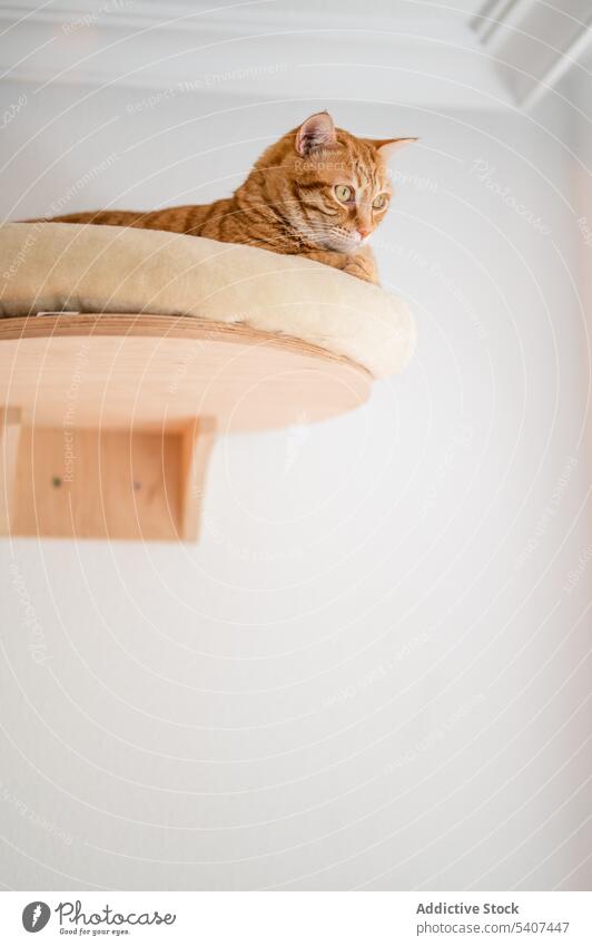 Ginger cat lying on bed in wooden frame on wall stretch home ginger pet cute rest relax feline cozy animal apartment domestic attentive room adorable bedroom
