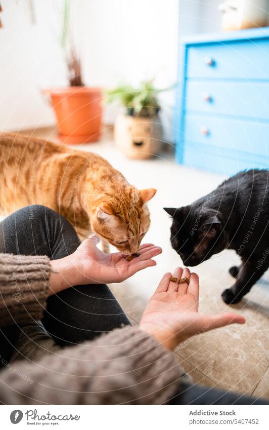 Adorable black and ginger cats with owner pet woman feed apartment rest domestic eat animal mammal purebred flat together companion adorable cute feline friend