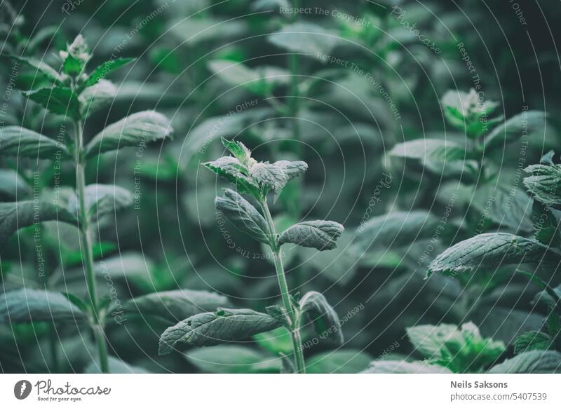 Fresh peppermint leaves in the garden background closeup concept food fresh freshness growth herb herbal leaf mentha nature oil organic outdoor pattern piperita