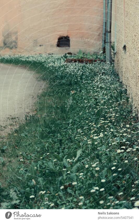 green grass and white flowers near yellow old building wall aged architecture big tree botany brick city close to wall covering creeping decoration empty europe