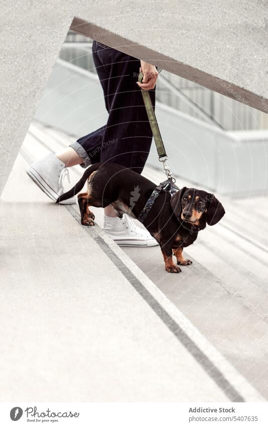 Crop owner walking dog on stairs woman leash dachshund city staircase pet street female young casual animal together loyal adorable bonding daytime town