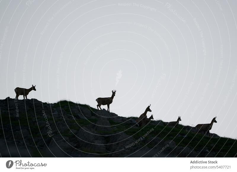 Deer grazing on mountain slope deer graze valley summer wild silhouette Bisaurin nature Aragon Pyrenees pyrenees spain herd grassland pasture wildlife grassy