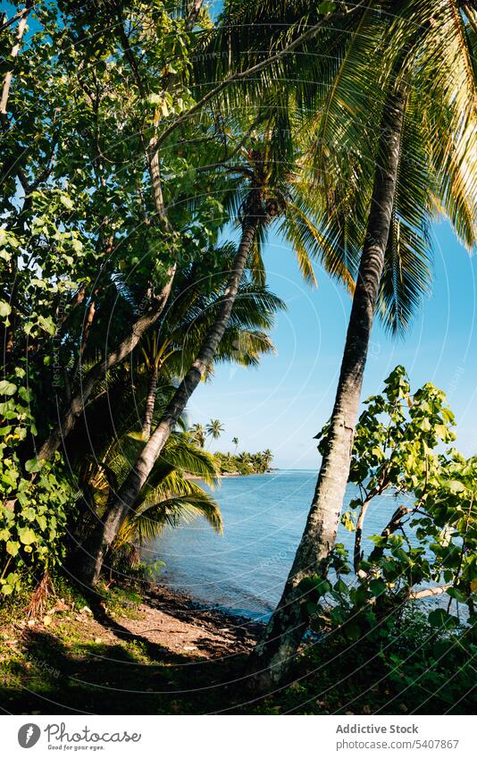Palms growing on bushy beach by blue sea palm tree island tropical picturesque paradise shore seashore ocean landscape coast water nature sun plant seaside