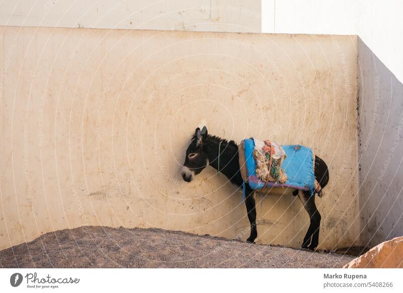 Tired donkey in front of a wall animal rural domestic tired domestic animals poor