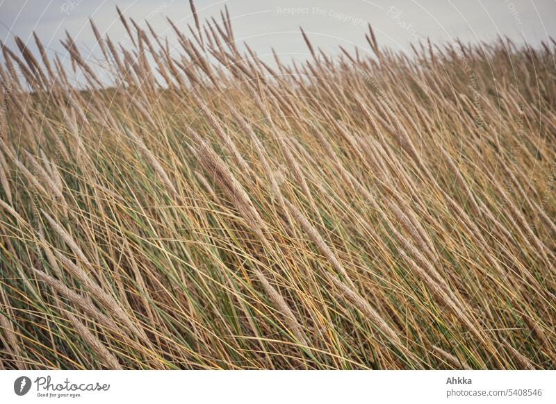 Dune grass in the wind Marram grass texture Structures and shapes lines Grass naturally Background picture Brown Nature Wind abundance Nature reserve Gloomy