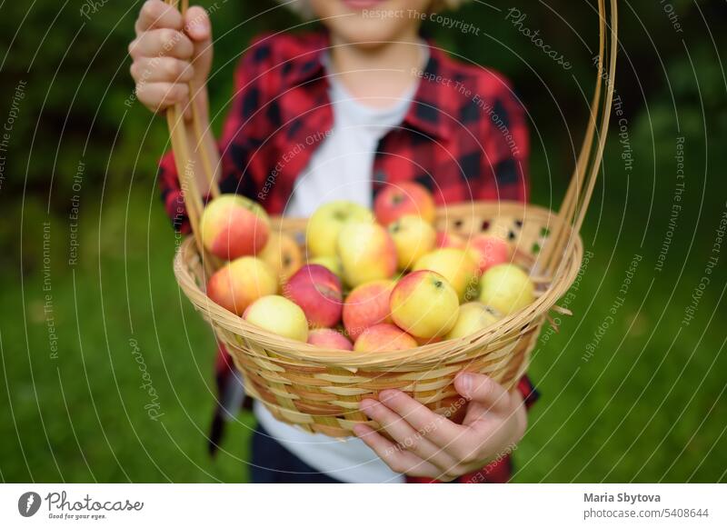 Little boy picking apples in orchard. Child holding straw basket with harvest. Harvesting in the domestic garden in autumn. Fruit for sale. farm child