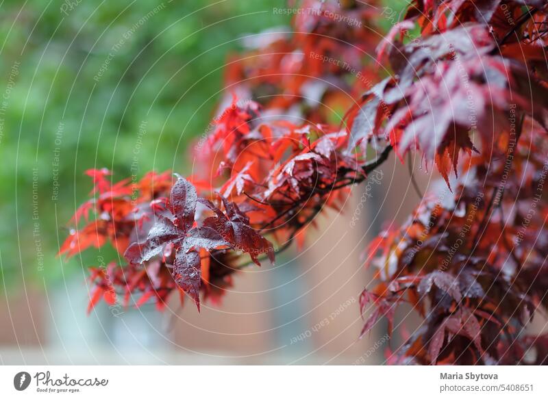 Close-up photo of Japanese maple tree leaves on a rainy day in New York, USA background nature branch wood new york bryant park city japanese fall canada spring