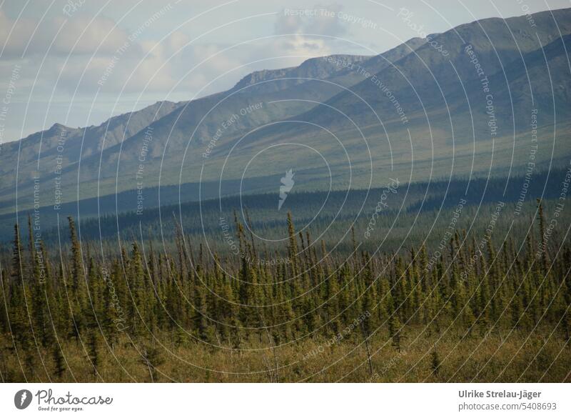Alaska | arctic forest merges with mountains Forest Arctic forest Intersection pass over Transitioning Mountain Landscape Far-off places Nature tranquillity