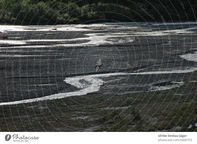 Alaska | lone bear roaming a river delta Bear Lonely River Stripe prowl Loneliness by oneself Far-off places Gravel Water Landscape wide far off Freedom Calm