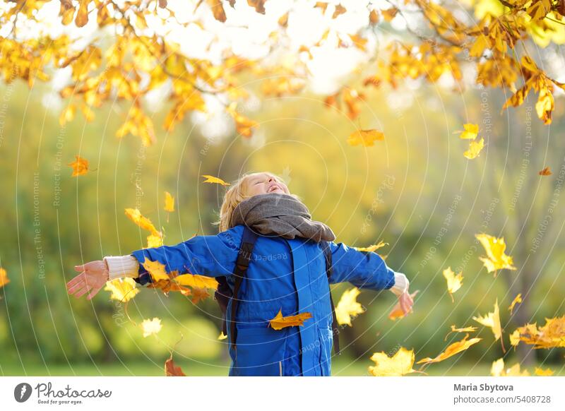 Little boy having fun during stroll in the forest at sunny autumn day. Child playing maple leaves. Baby tossing the leaves up. Active family time on nature. Hiking with little kids. Leaves rustle.