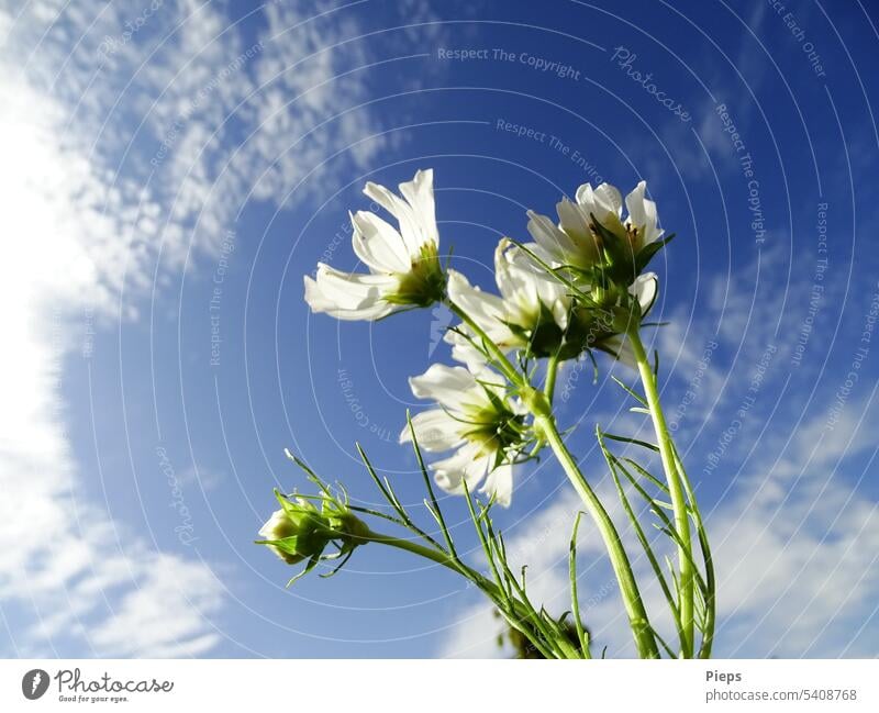 White cosmea flowers fill up with summer sun Cosmea Cosmos white flowers Summerflower garden flowers blossoms Garden Sky blue Clouds Summer's day bud