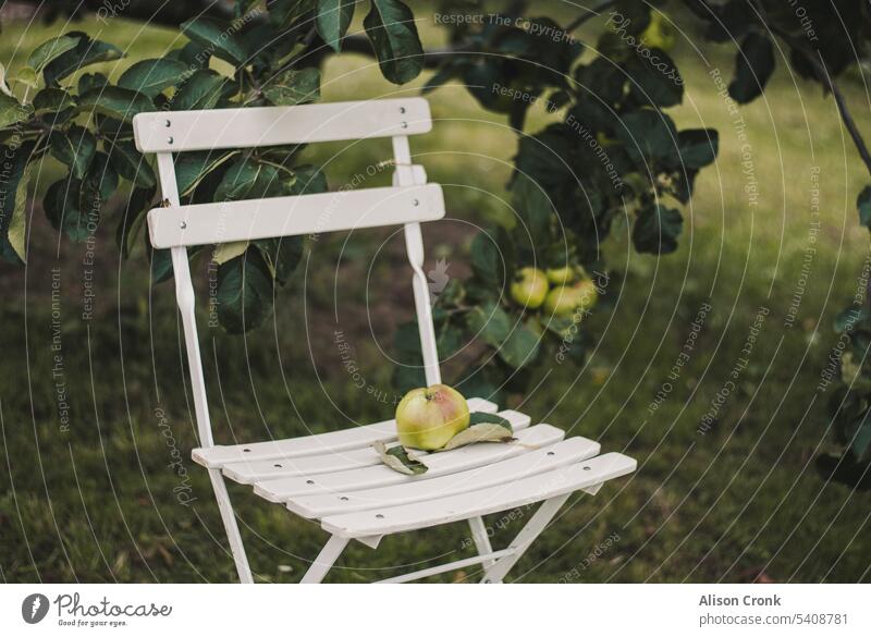 apple on a white garden chair Apple harvest apple season white chairs bistro chair Garden chair orchard fruit apples apple trees forage Fruit trees outside