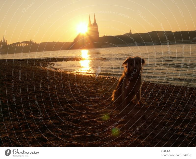 Sunset on the banks of the Rhine Dog Cologne Winter Dome Water Coast