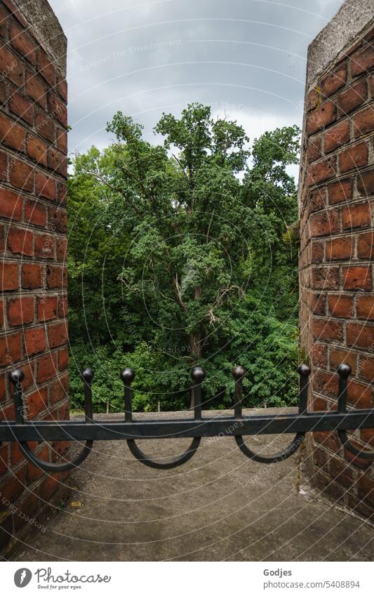 View between two brick walls to an old tree in the forest Brick wall Tree Forest fort Tower Old Historic Tourism Landscape Building Landmark travel Architecture