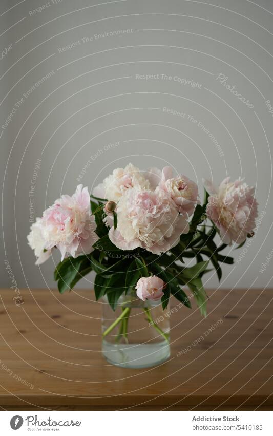 Blooming peony flowers with green stems in glass jar placed on table fresh water decor blossom decoration aromatic bloom floral leaf design room inside petal