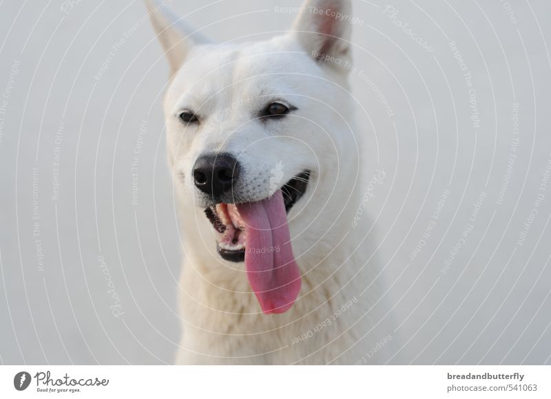 jindo Animal Pet Dog Animal face 1 Cute White Loyal Colour photo Exterior shot Animal portrait