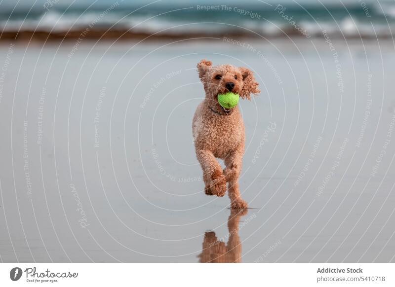 Cute poodle running on wet sandy beach with tennis ball in mouth dog play pet sea animal reflection canine purebred coast wave shore water domestic sunset