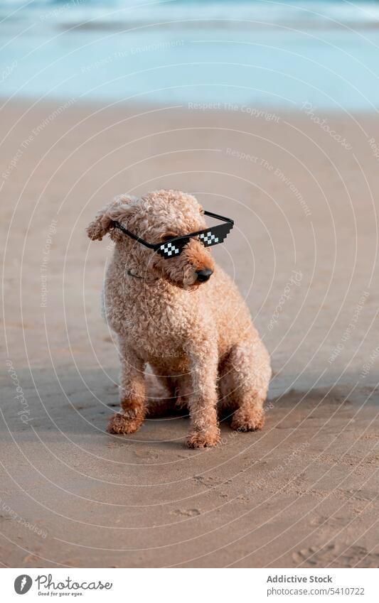 Cute poodle sitting on sandy beach with sunglasses in daylight dog curious pet sea swag pixel wet animal canine funny cool purebred coast wave shore water