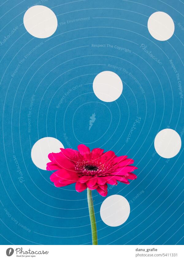 Pink gerbera on blue background with white dots Gerbera Gerbera Blossom composite flowers Flowering plant pink Plant Blossoming chromatic colors Play of colours