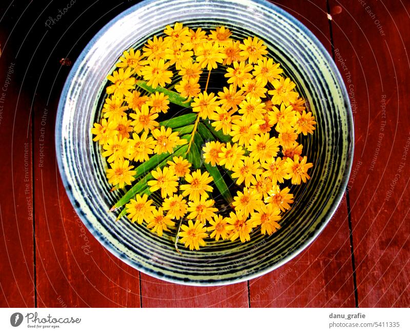 Yellow flowers in bowl with water yellow blossoms bowl with flowers Perfume Cosmetics Wellness Meditation Aromatic Bird's-eye view fragrant flowers Bali