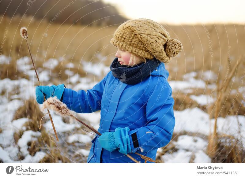 Cute preschool boy is playing on the ice of a frozen lake or river on a cold sunny winter sunset. Child having fun with icicle and dry reed plant during family hiking. Kids outdoor games