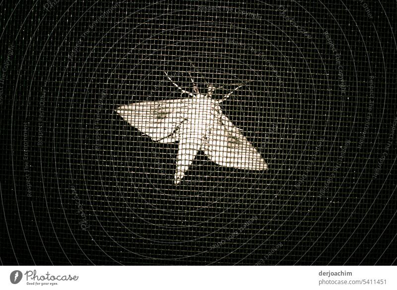 A moth behind the window grid moths in the light Light Dark Loneliness Calm Contrast Deserted Colour photo Nature Shadow Interior shot Window Day behind bars