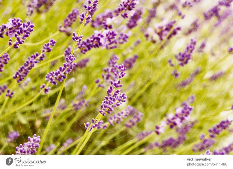Field of lavender detail flower purple herb nature field lavandula agriculture herbal plant garden countryside aromatherapy background blooming rural floral