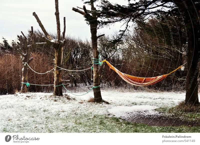 if it were summer now. Environment Nature Clouds Bad weather Tree Bushes Garden Park Meadow To swing Wait Loneliness Uninhabited Hammock Winter Snowfall Frost