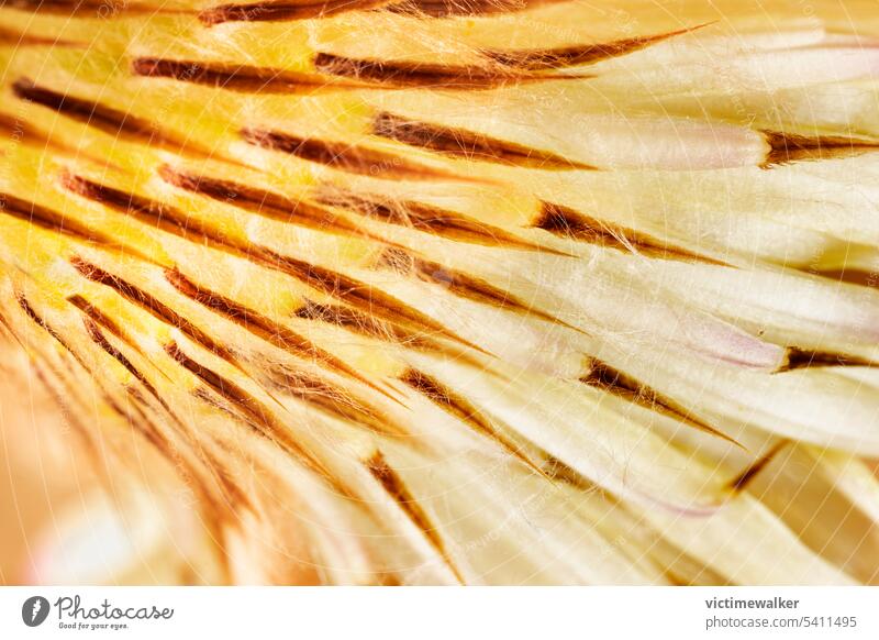 Abstract yellow cactus flower plant abstract nature background copy space succulent plant full frame flora floral closeup floral pattern cacti macro detail