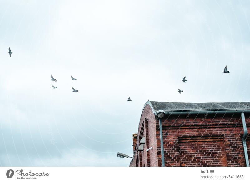 Pigeons in flight over old warehouse in port pigeons Flying Harbour Brick wall Historic Buildings Old building Storage Flake grey sky Old town Exterior shot