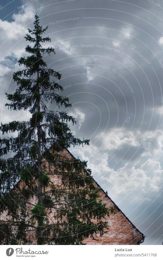 A large pine tree towers into the stormy evening sky in front of a brick house Jawbone Pine tree Tall Steep Large Brick Brick wall Brick-built house