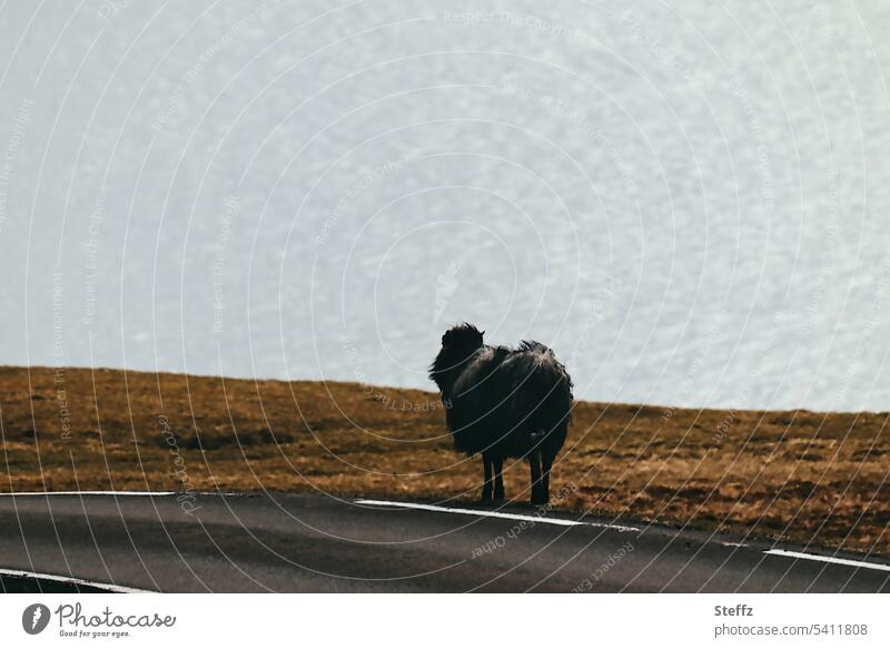 the black sheep and the sea Sheep Faroe Sheep färöer Faroe Islands Eysturoy Black sheep Sheep Islands Traffic lane Edge of the road Lane markings Asphalt road