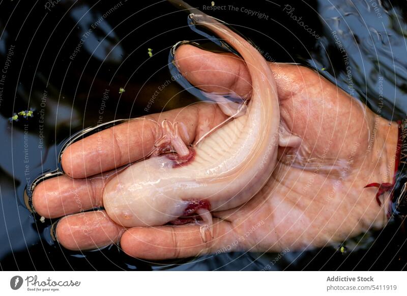 Unrecognizable man holding albino Mexican Axolotl in hand against black background mexican axolotl salamander gill leg tail wild animal male wildlife ethnic