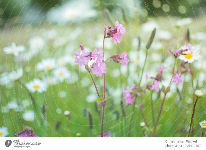 Flower meadow with pink campion and meadow daisies daisy meadow Light carnations meadow flowers Honey flora Meadow daisies summer meadow Insect repellent