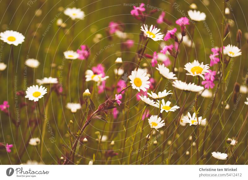Summer meadow with daisies and campion Flowering meadow marguerites Blossom Meadow daisies Light carnations Environmental protection Nature Honey flora