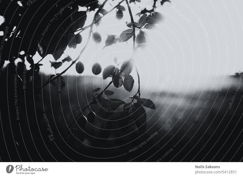 Black and white photo of a branch with plums in the rays of the setting sun abstract agricultural agriculture berry black and white bloom crop cultivate eating