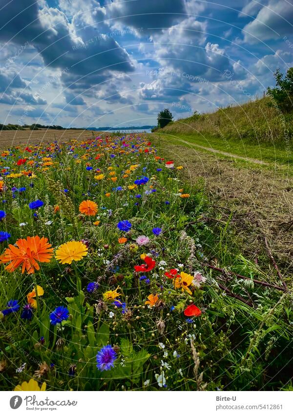 Wildflower meadow at Gendarmenstien, Denmark wildflower meadow hiking trail Clouds in the sky Colourful summer meadow Nature colourful flowers Miracle of Nature
