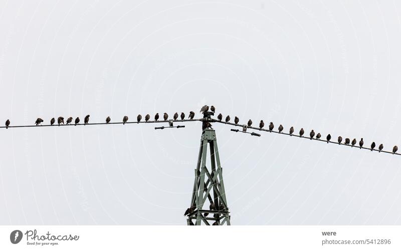 A flock of young starlings gathers on the pole of a power line for the formation flight to the wintering grounds Animal Animal themes Beak Black Black and blue