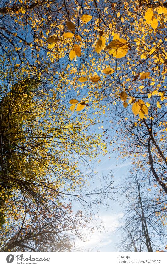 TREE CROWN Autumn Nature Leaf Beautiful weather Sky Twigs and branches Yellow Worm's-eye view Tree Autumnal Moody Seasons Environment Change