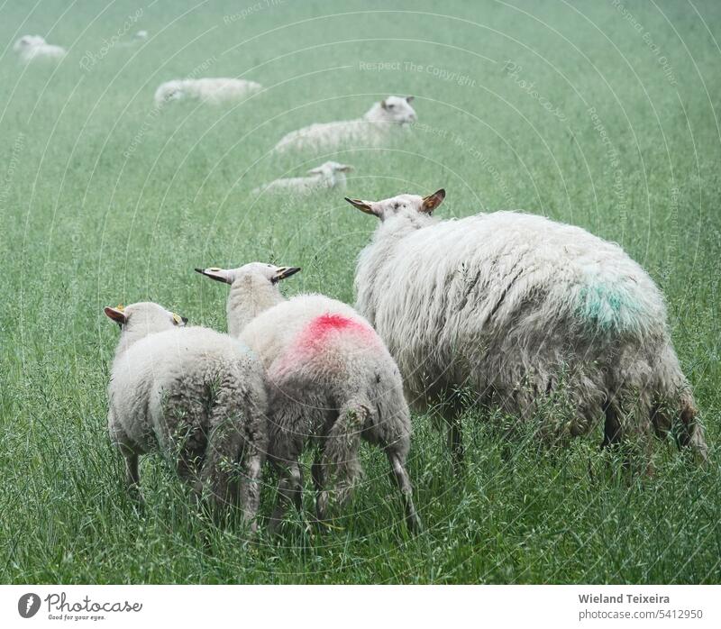 An ewe and two lambs walk away. It's foggy weather. The breed of this sheep is the landrace Bentheim. grass green rural white meadow fence nature outdoor field