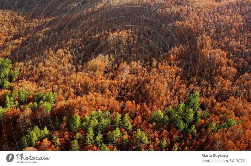 Drone aerial view of amazing forest in the mountains in autumn. nature late autumn deciduous hills overhead drone fall alpine among area beautiful birds eye