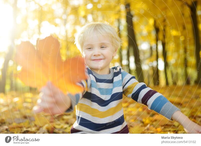 Close up portrait of happy little boy during stroll in the forest at sunny autumn day baby active smiling activity gold park bright child childhood collect