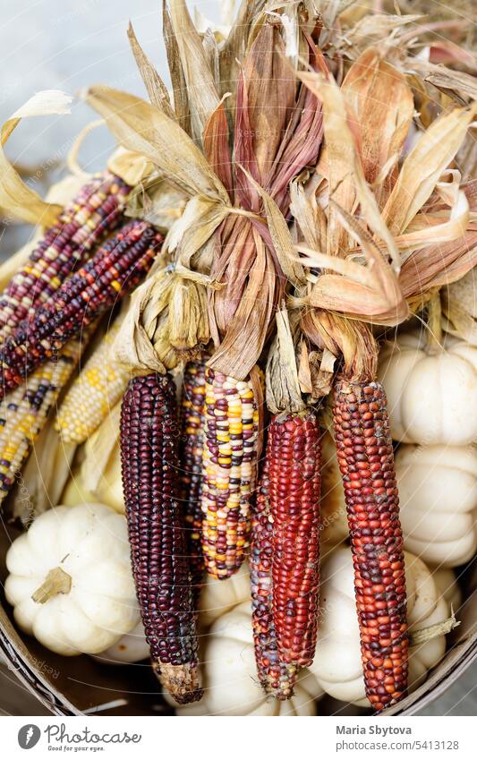 Colorful ears of indian corn ready for sale at the seasonal agricultural fair farm food halloween autumn vegetables color colorful shop farmer pumpkin organic