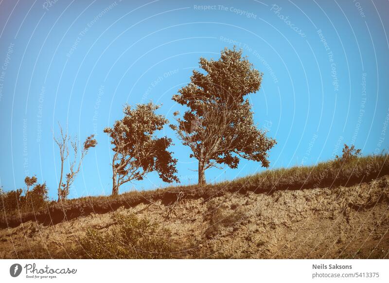 trees on a edge with blue sky background bent branches climate dramatic dry ecology environment health healthy heavenly hill landmark leaf lone loneliness