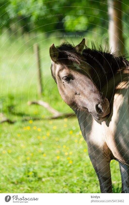 Konik - horse as a renaturation helper conic Konik Horse old horse breed Robust horse Shallow depth of field Summer Beautiful weather Animal portrait