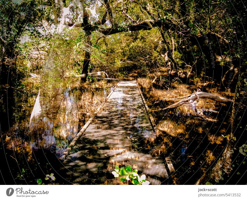 a strange path through the mangroves Mangrove Nature hiking trail by Tree Tropical vegetation Double exposure Forest Catwalk Plant Ecosystem Lanes & trails