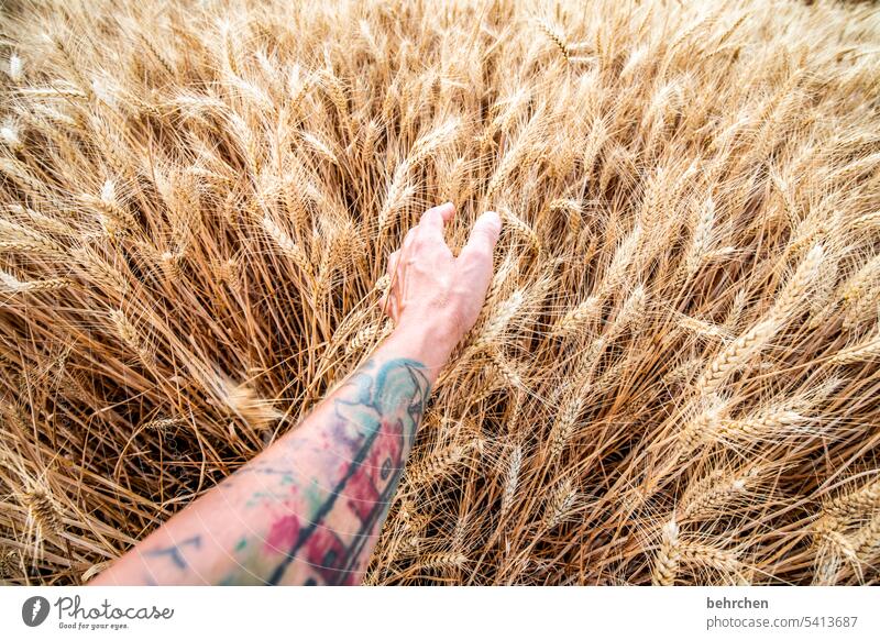 typically german | grain for bread Ecological naturally Touch Caress Hand Harvest Landscape Exterior shot Environment Agriculture Agricultural crop idyllically